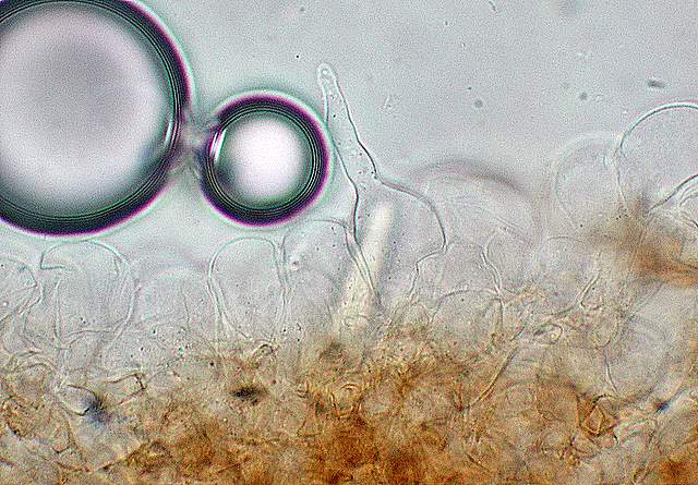 I  Funghi  della  faggeta  calcarea